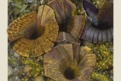 Four-Large-Fungi